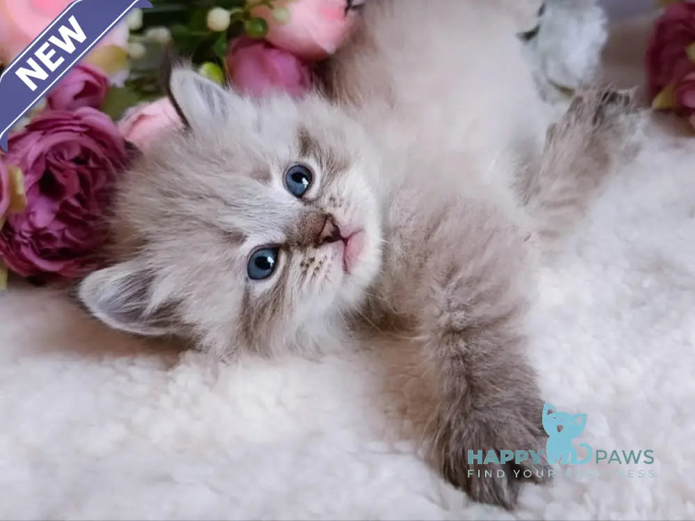 Bernard Siberian male black tabby pointed live animals