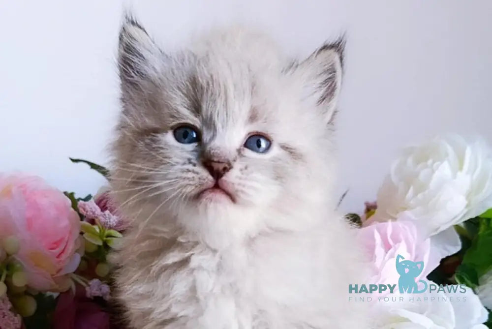 Bernard Siberian male black tabby pointed live animals