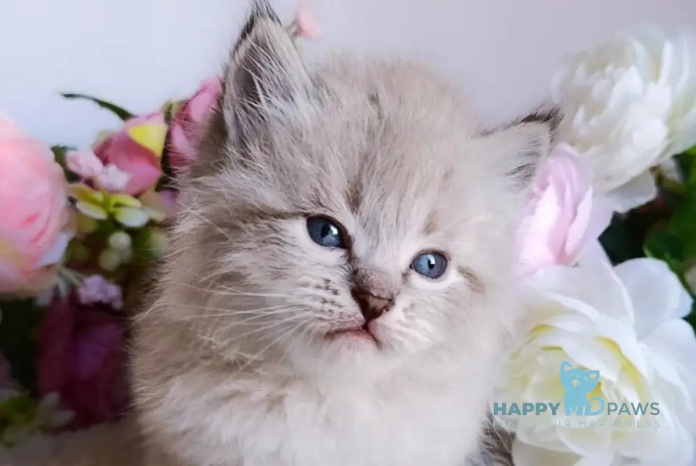 Bernard Siberian male black tabby pointed live animals