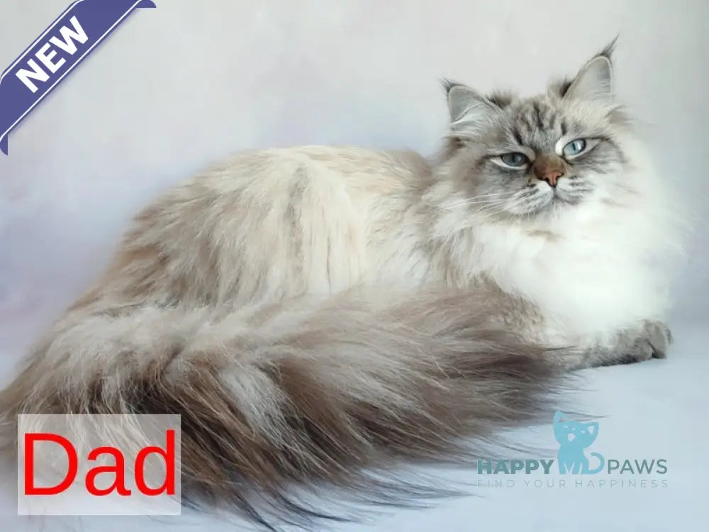 Bernard Siberian male black tabby pointed live animals