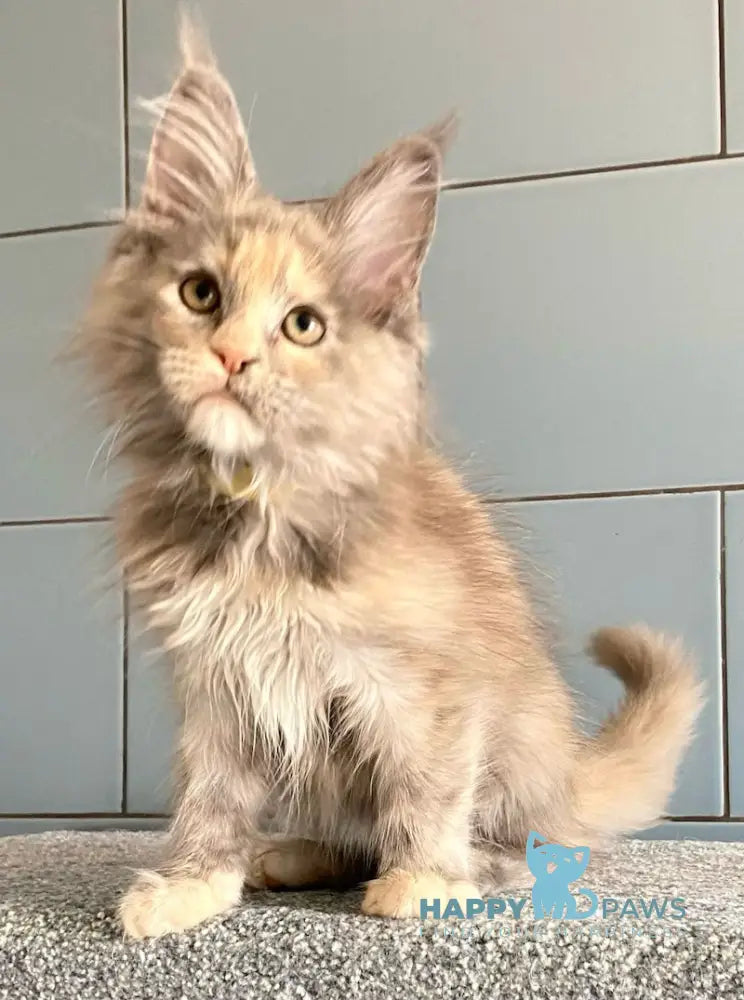 Berry Maine Coon female blue tortie silver live animals