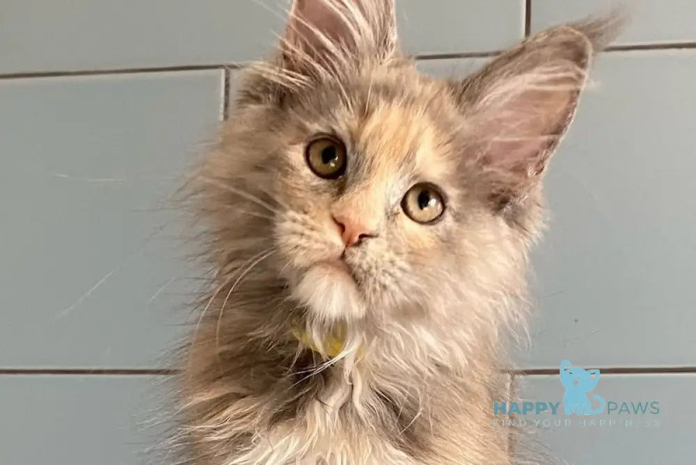Berry Maine Coon female blue tortie silver live animals