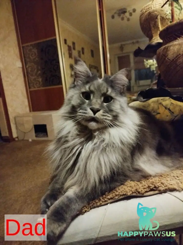 Bershka Maine Coon female black tortie tabby bicolour - live animals