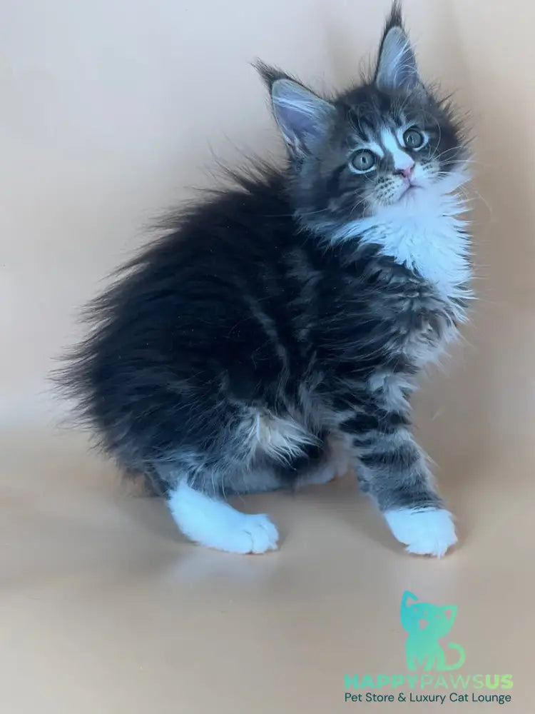 Bershka Maine Coon female black tortie tabby bicolour - live animals