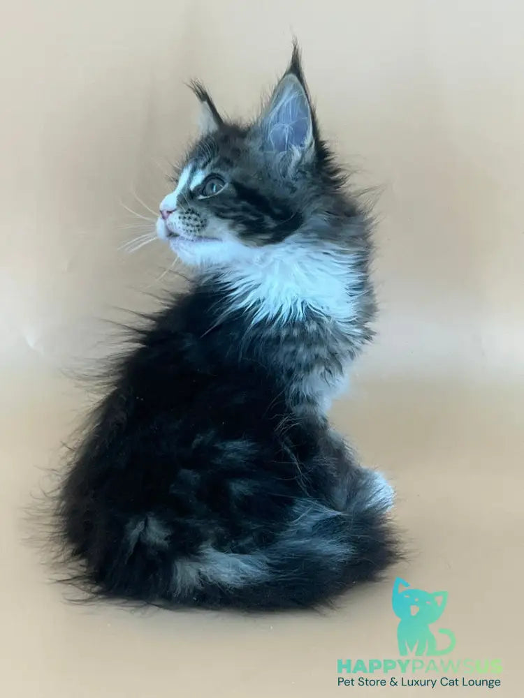 Bershka Maine Coon female black tortie tabby bicolour - live animals