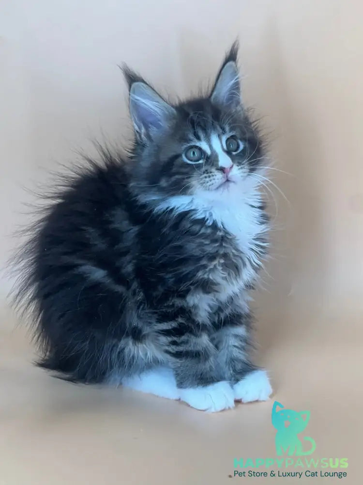 Bershka Maine Coon female black tortie tabby bicolour - live animals