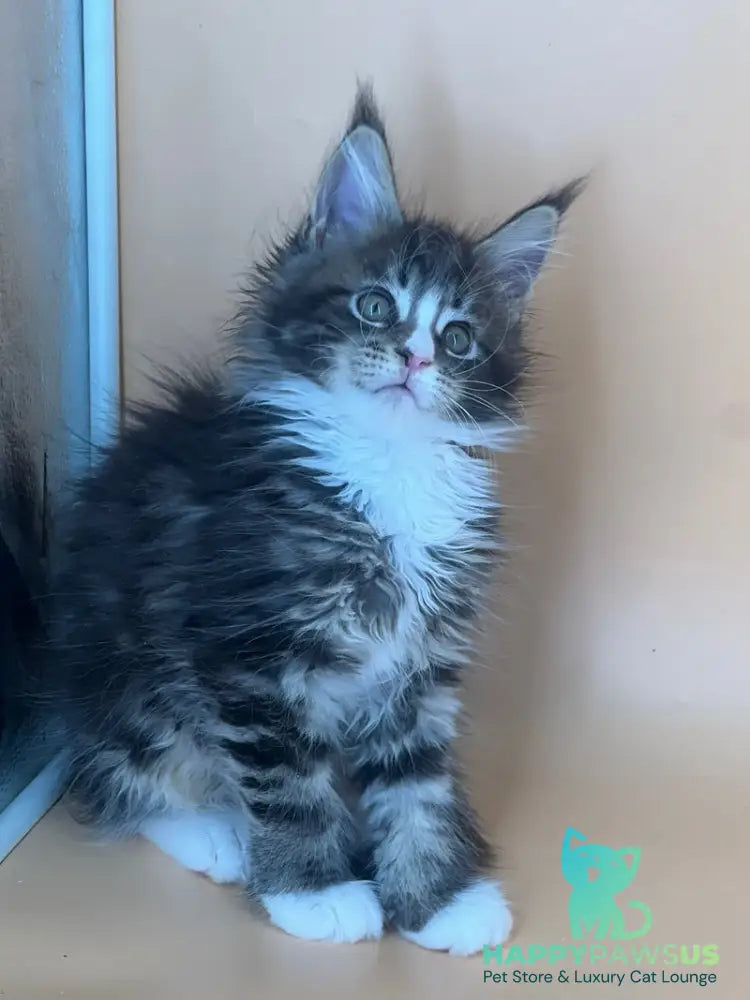 Bershka Maine Coon female black tortie tabby bicolour - live animals