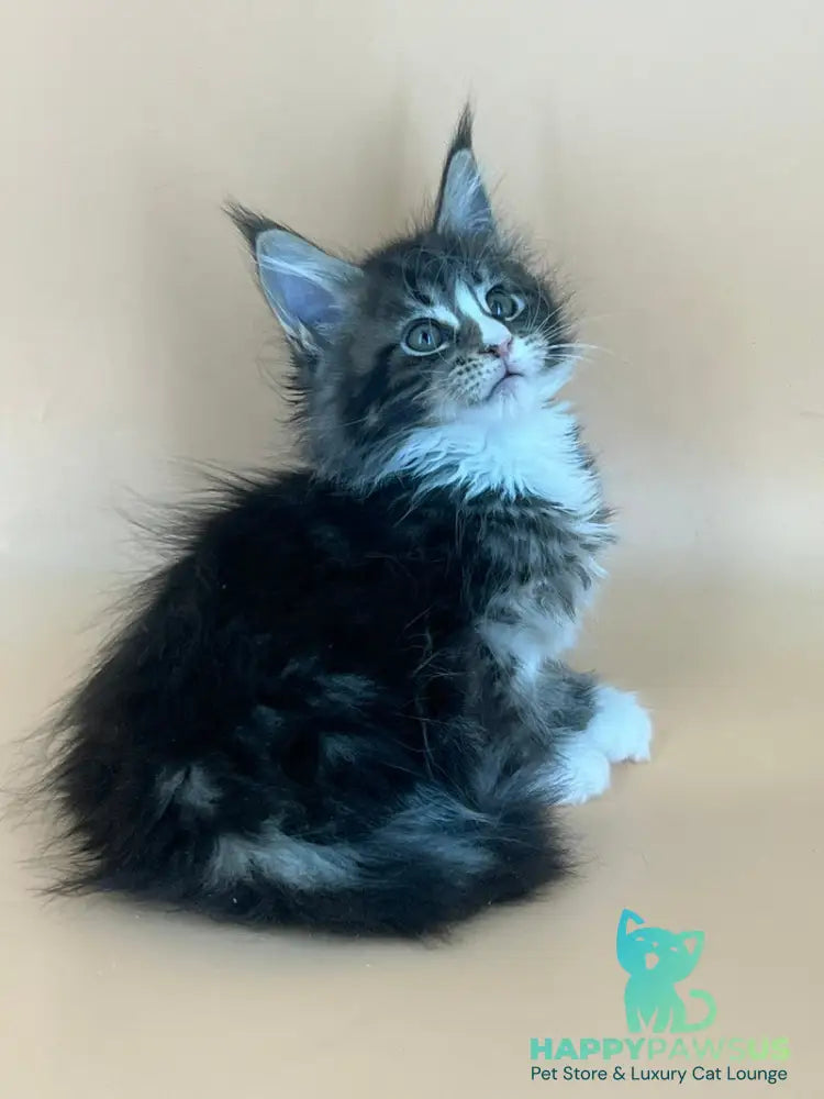 Bershka Maine Coon female black tortie tabby bicolour - live animals