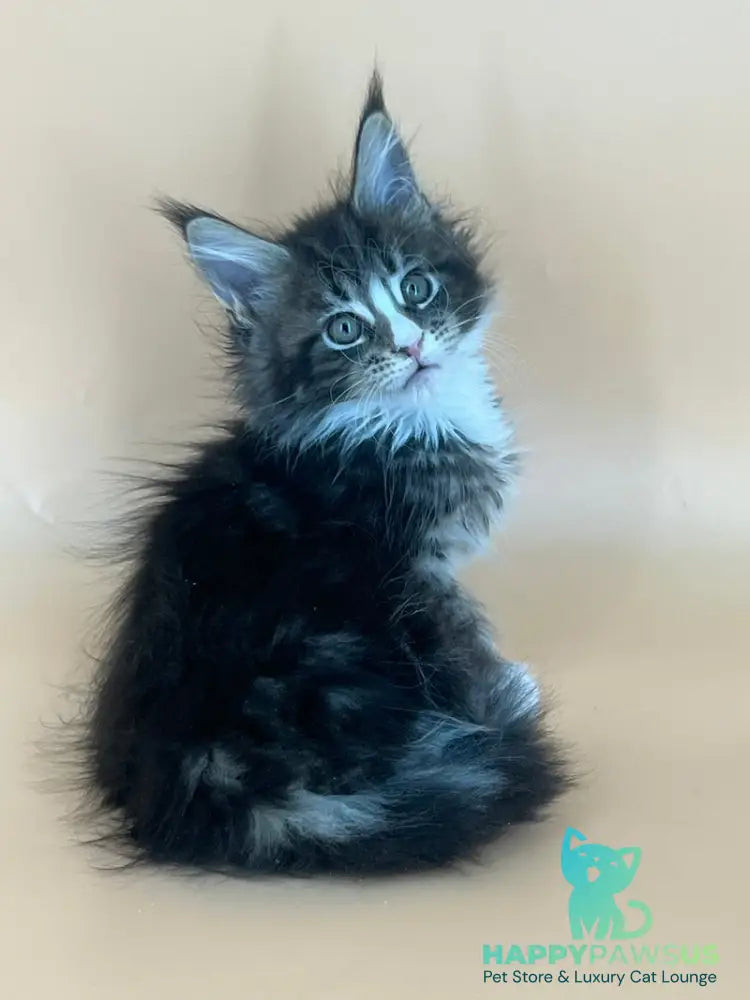 Bershka Maine Coon female black tortie tabby bicolour - live animals