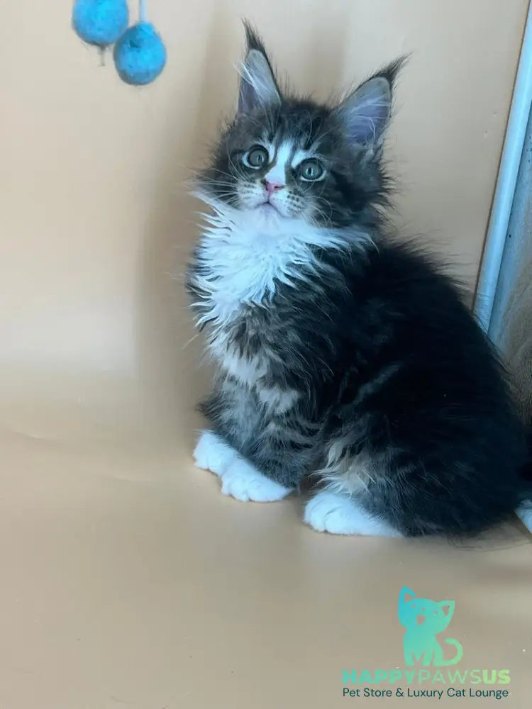 Bershka Maine Coon female black tortie tabby bicolour - live animals