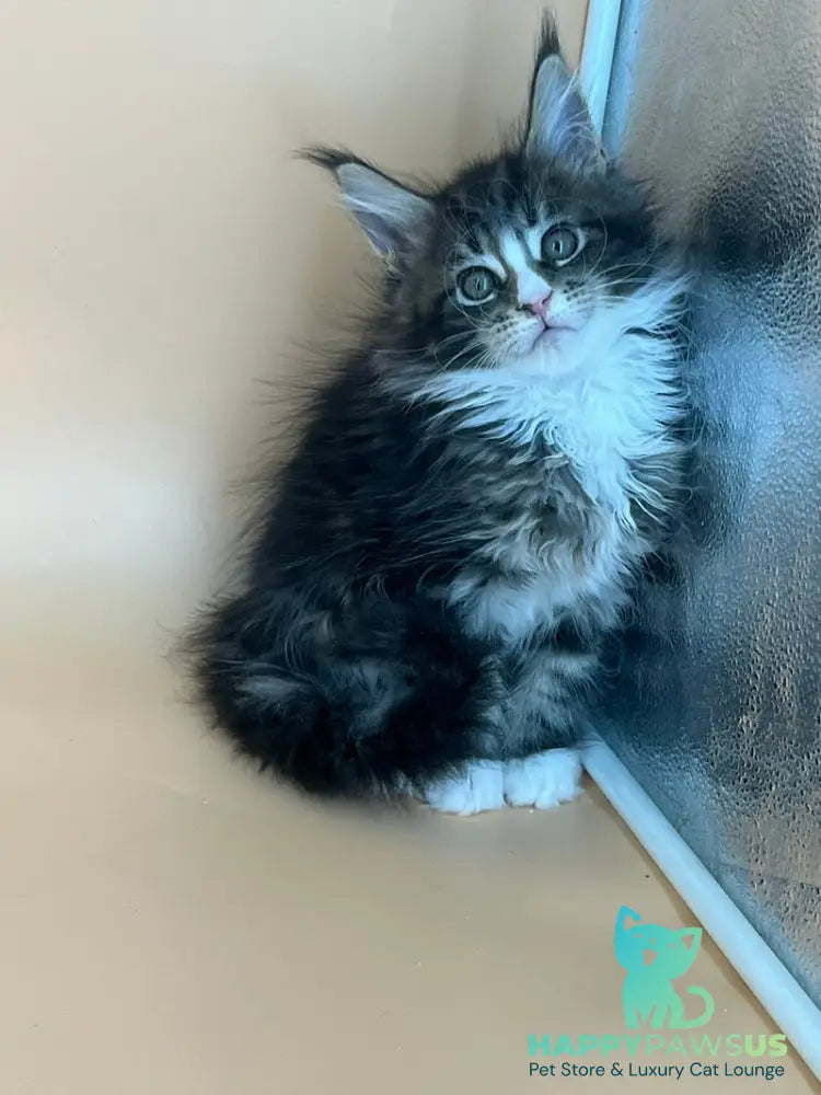 Bershka Maine Coon female black tortie tabby bicolour - live animals