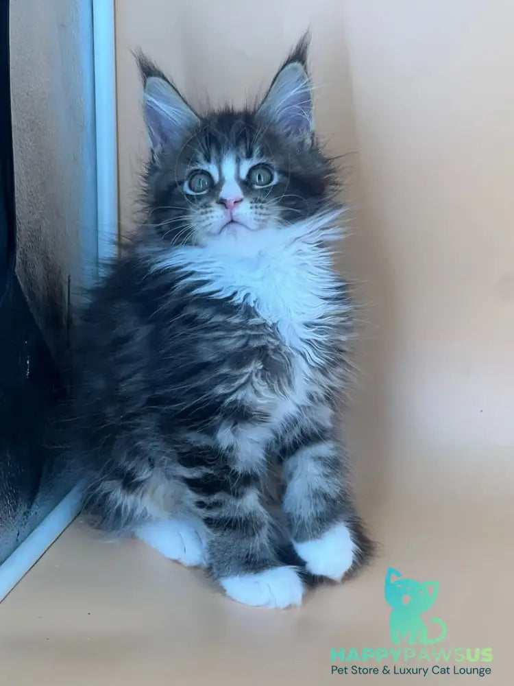 Bershka Maine Coon female black tortie tabby bicolour - live animals