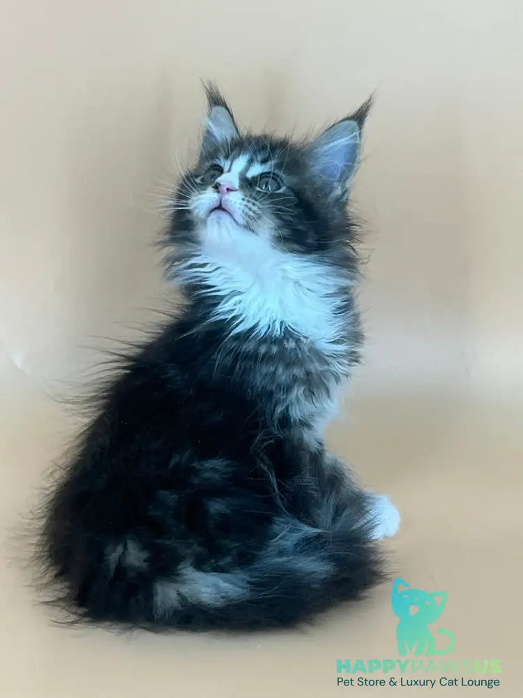 Bershka Maine Coon female black tortie tabby bicolour - live animals