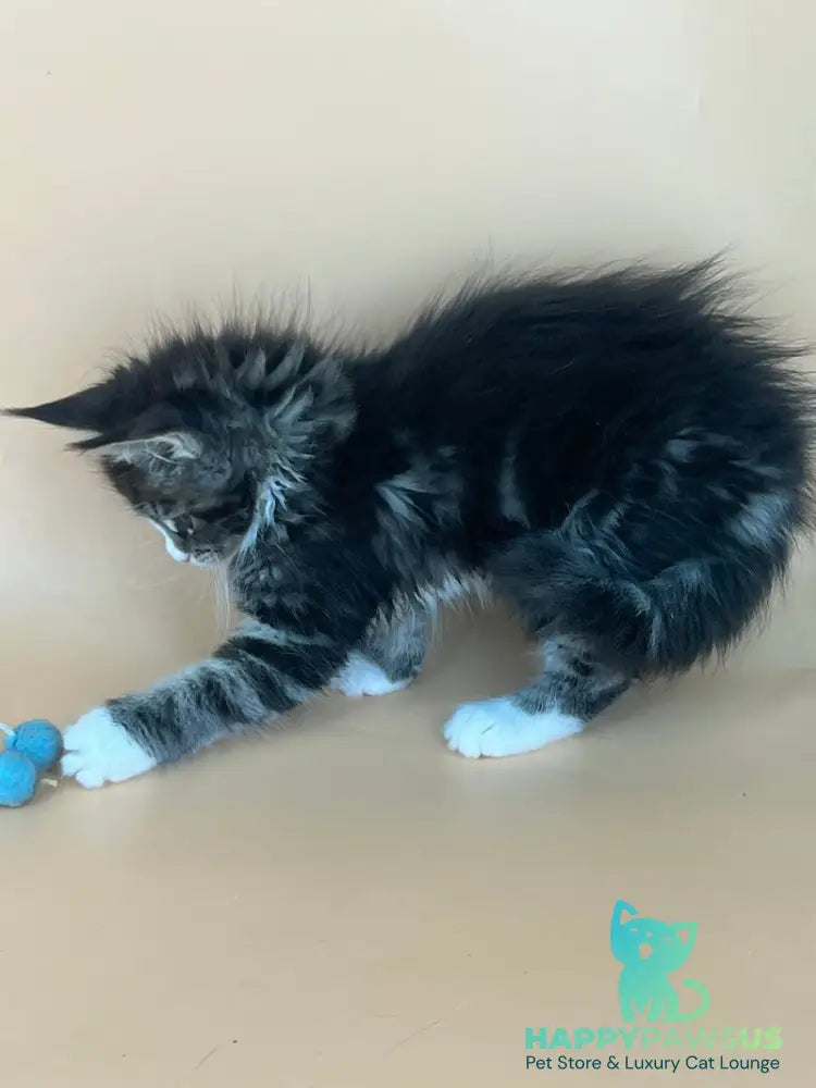 Bershka Maine Coon female black tortie tabby bicolour - live animals