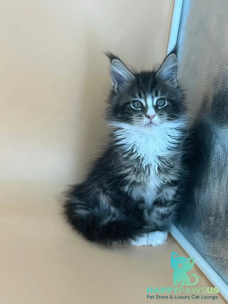 Bershka Maine Coon female black tortie tabby bicolour - live animals
