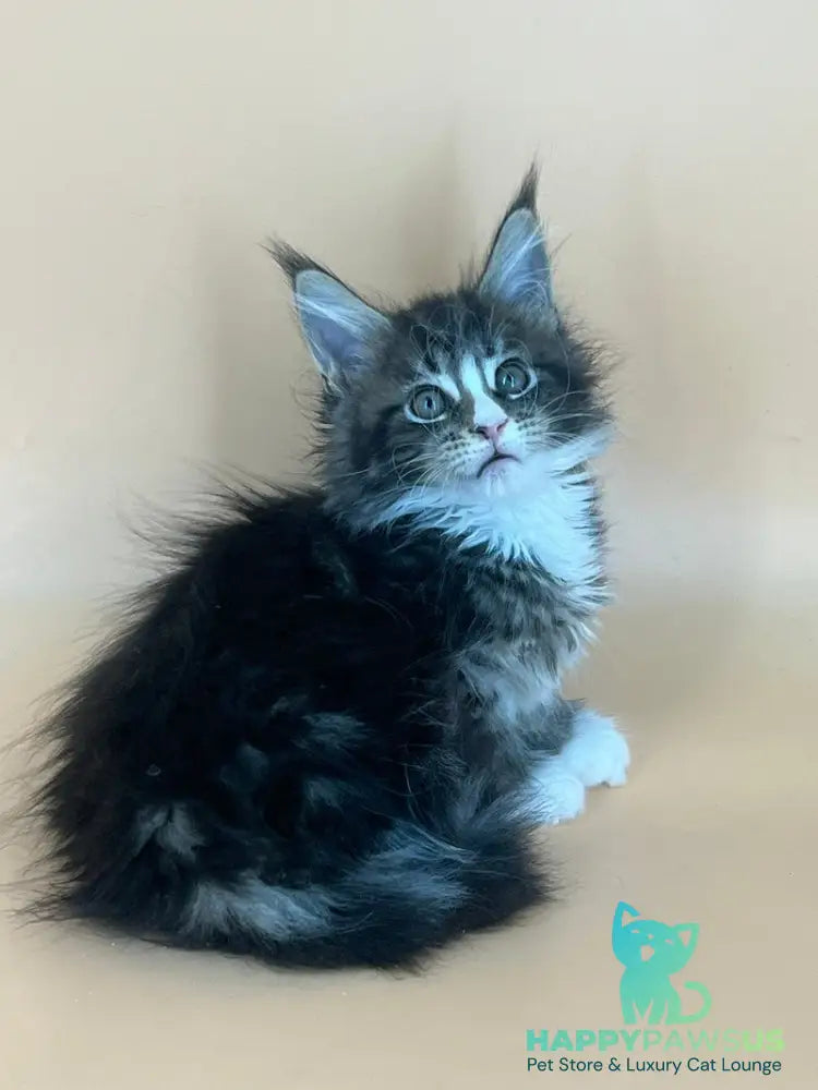 Bershka Maine Coon female black tortie tabby bicolour - live animals