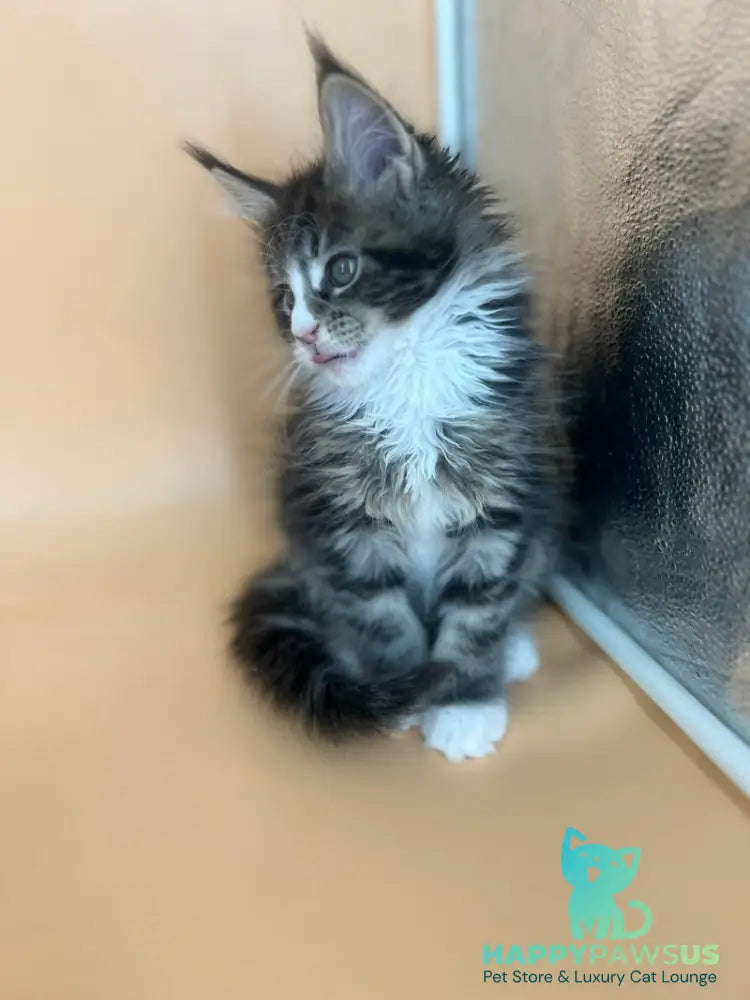 Bershka Maine Coon female black tortie tabby bicolour - live animals