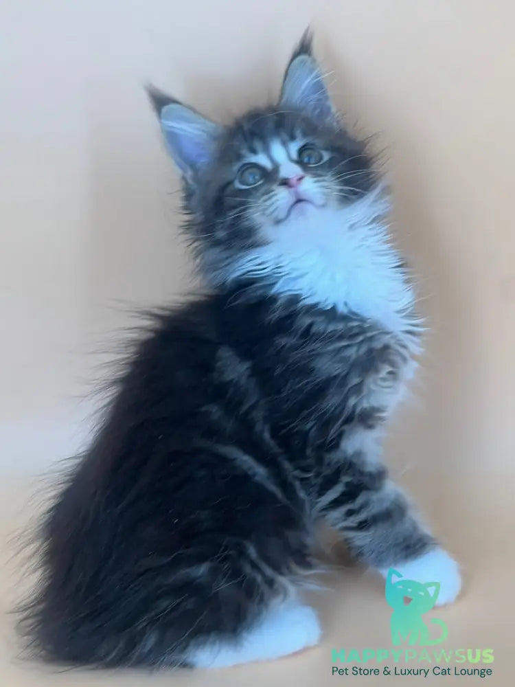 Bershka Maine Coon female black tortie tabby bicolour - live animals