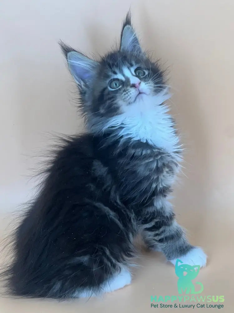 Bershka Maine Coon female black tortie tabby bicolour - live animals