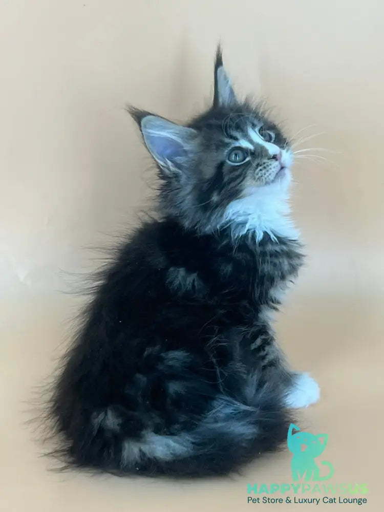 Bershka Maine Coon female black tortie tabby bicolour - live animals