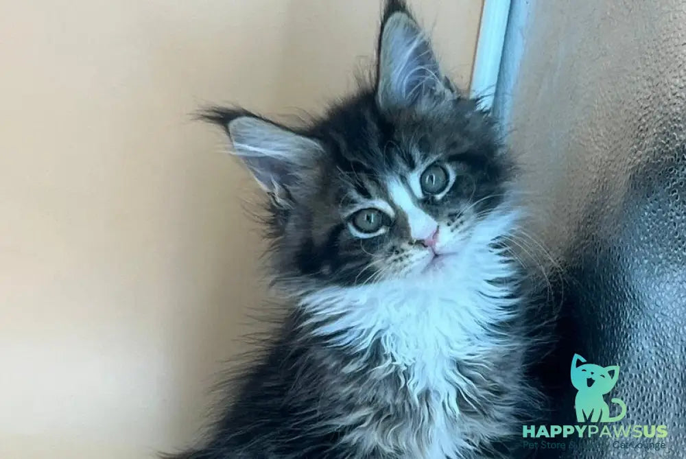 Bershka Maine Coon female black tortie tabby bicolour - live animals