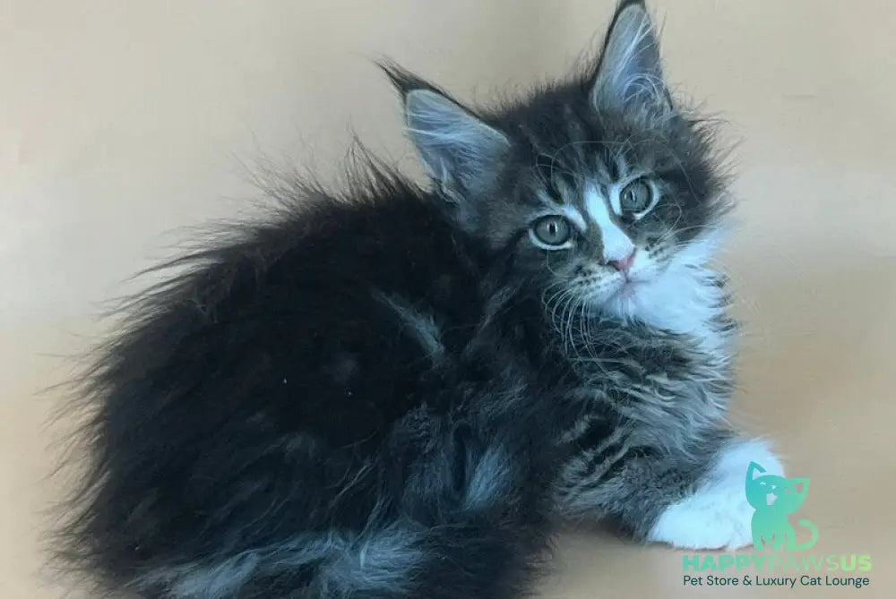 Bershka Maine Coon female black tortie tabby bicolour - live animals