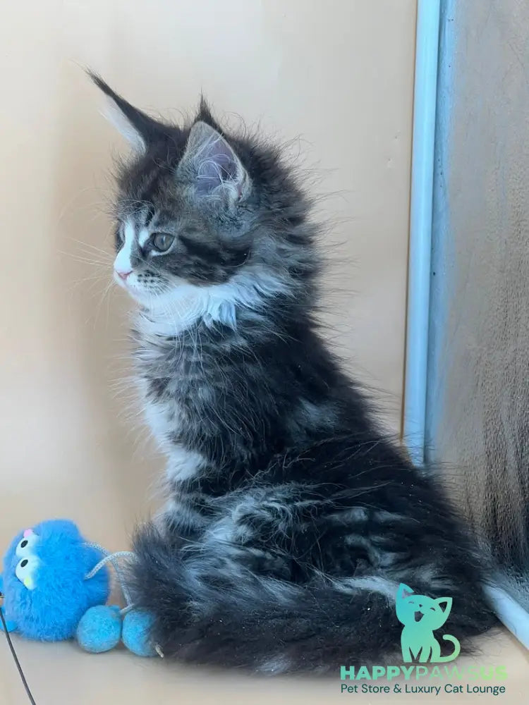 Bershka Maine Coon female black tortie tabby bicolour - live animals