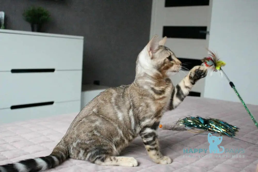 Berta Bengal female black silver spotted tabby live animals