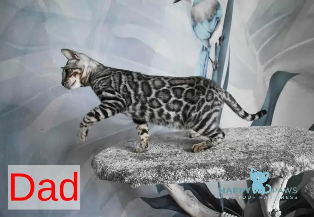 Berta Bengal female black silver spotted tabby live animals