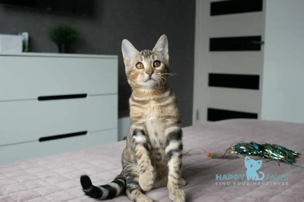 Berta Bengal female black silver spotted tabby live animals
