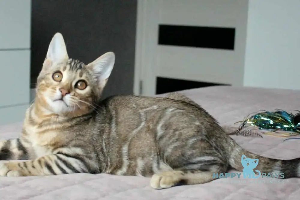 Berta Bengal female black silver spotted tabby live animals