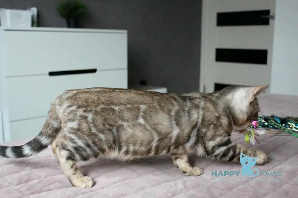 Berta Bengal female black silver spotted tabby live animals