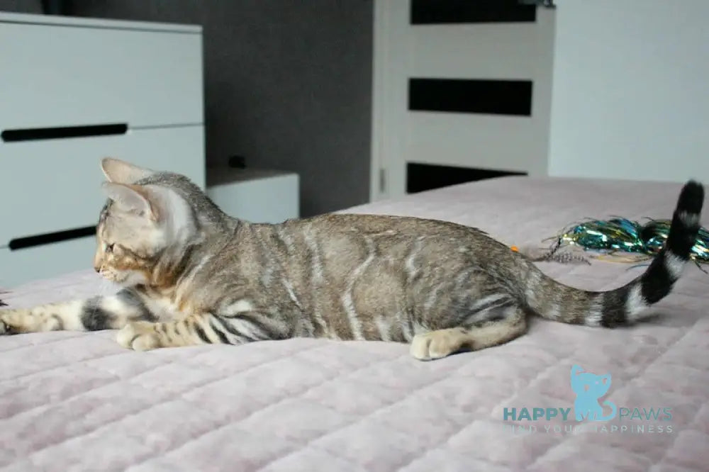 Berta Bengal female black silver spotted tabby live animals