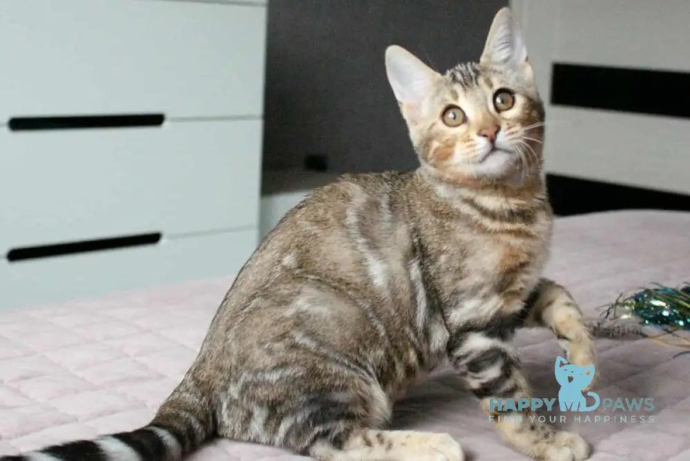 Berta Bengal female black silver spotted tabby live animals