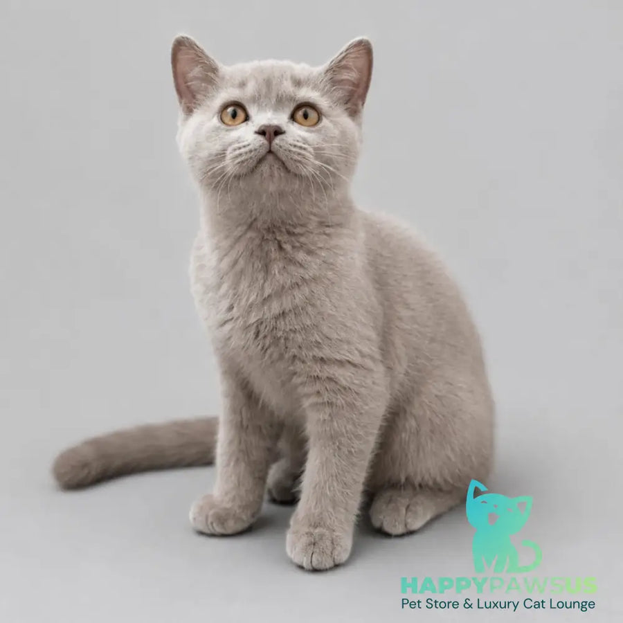Berta British Shorthair female lilac - live animals