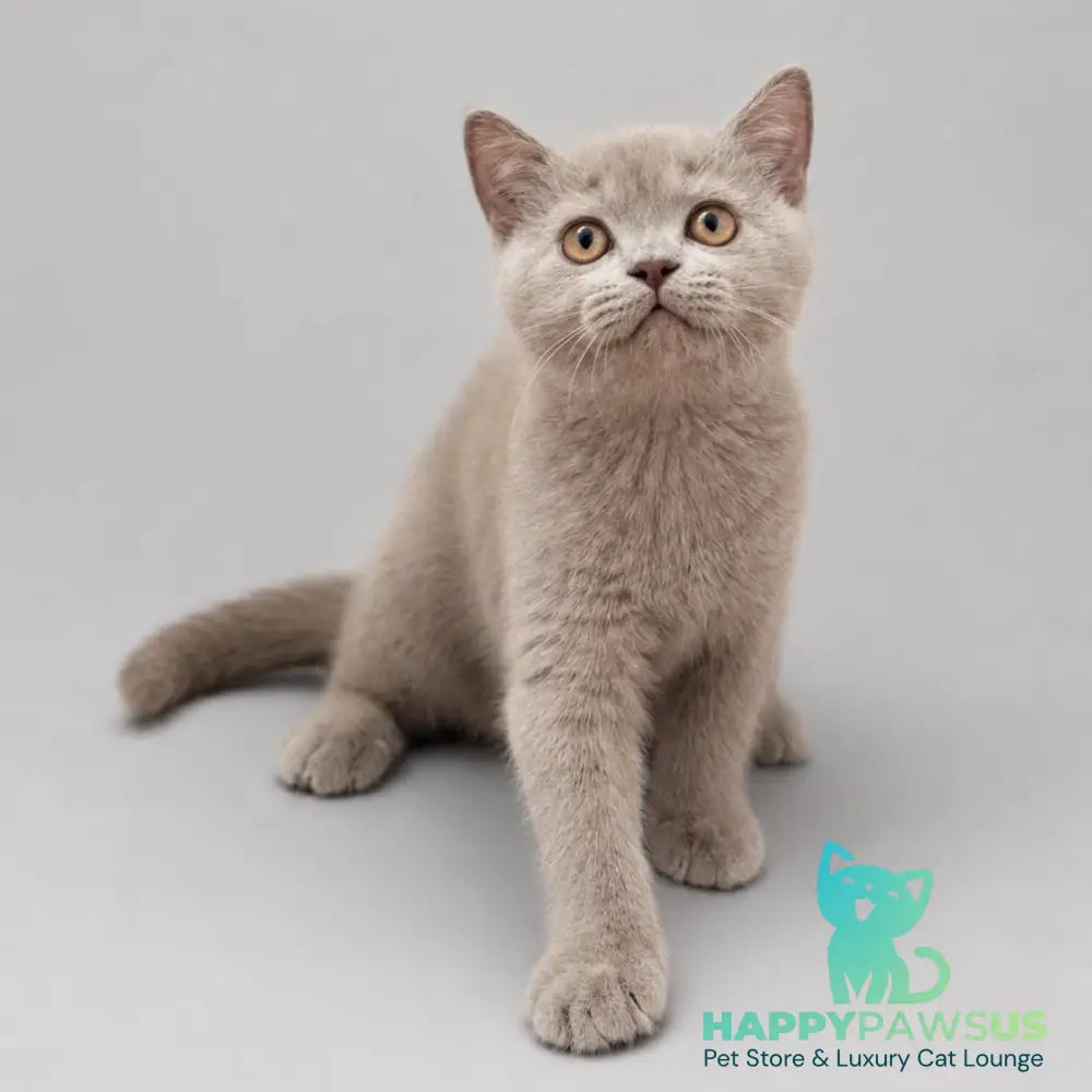 Berta British Shorthair female lilac - live animals