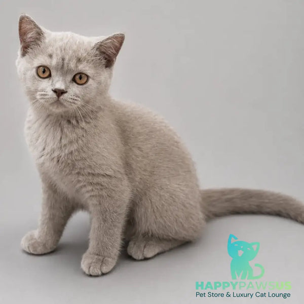 Berta British Shorthair female lilac - live animals