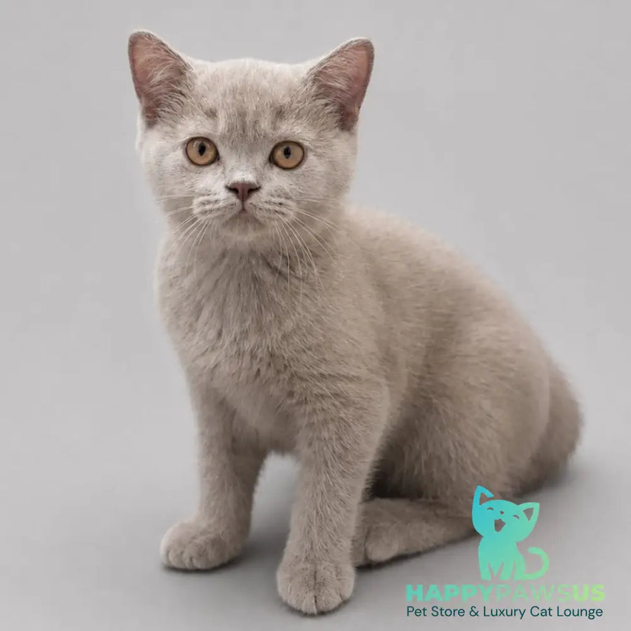 Berta British Shorthair female lilac - live animals
