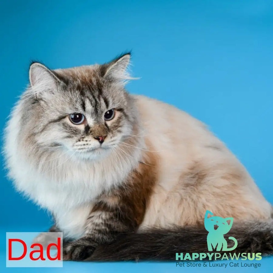 Berta Siberian female black tabby pointed - live animals