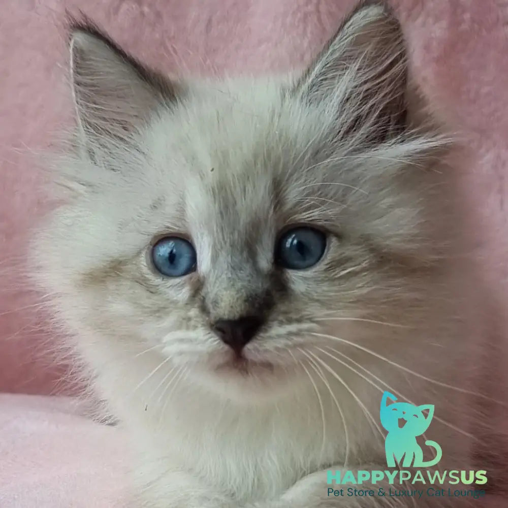 Berta Siberian female black tabby pointed - live animals