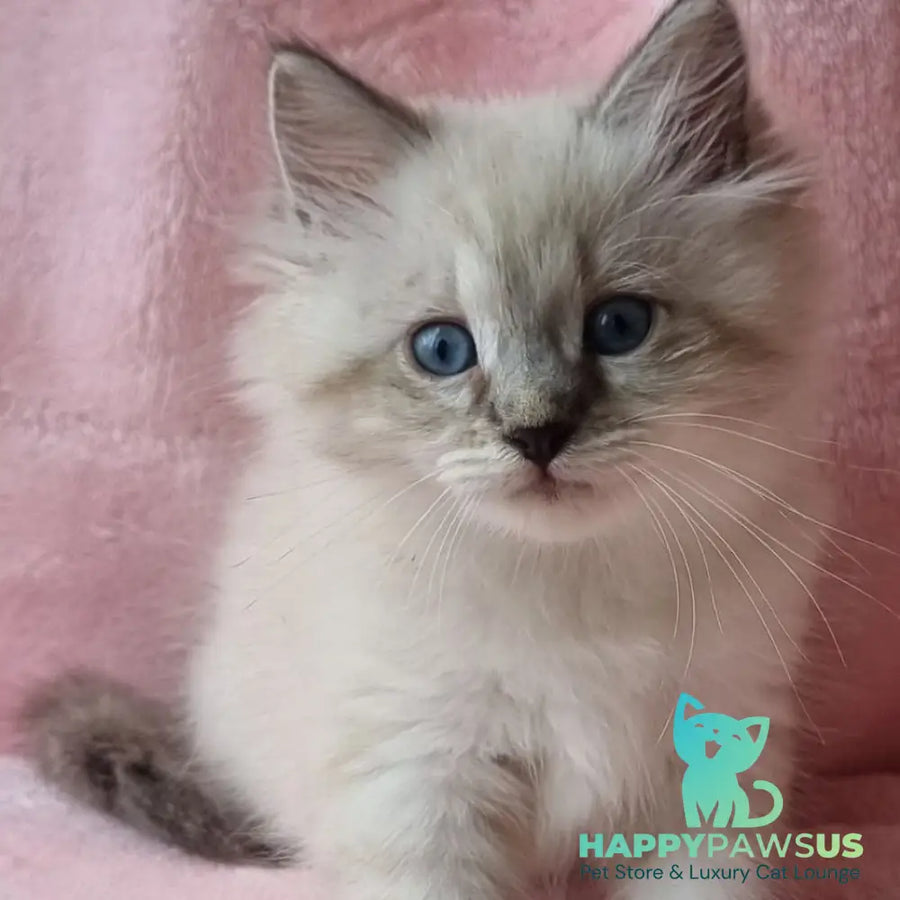 Berta Siberian female black tabby pointed - live animals