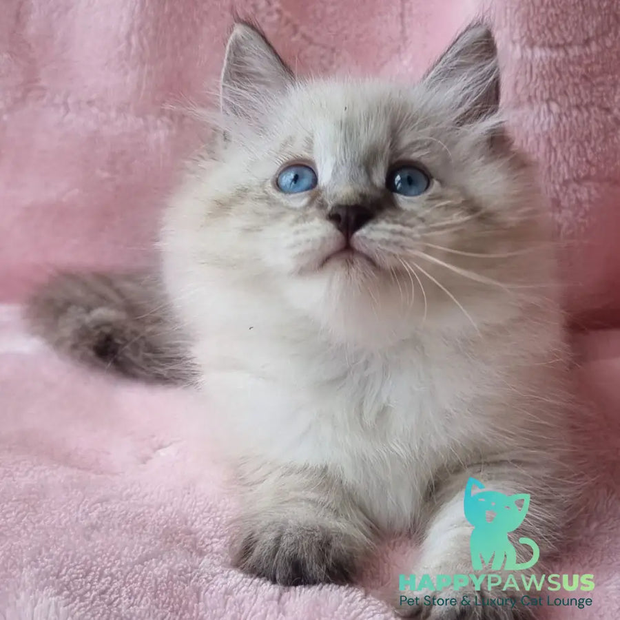 Berta Siberian female black tabby pointed - live animals