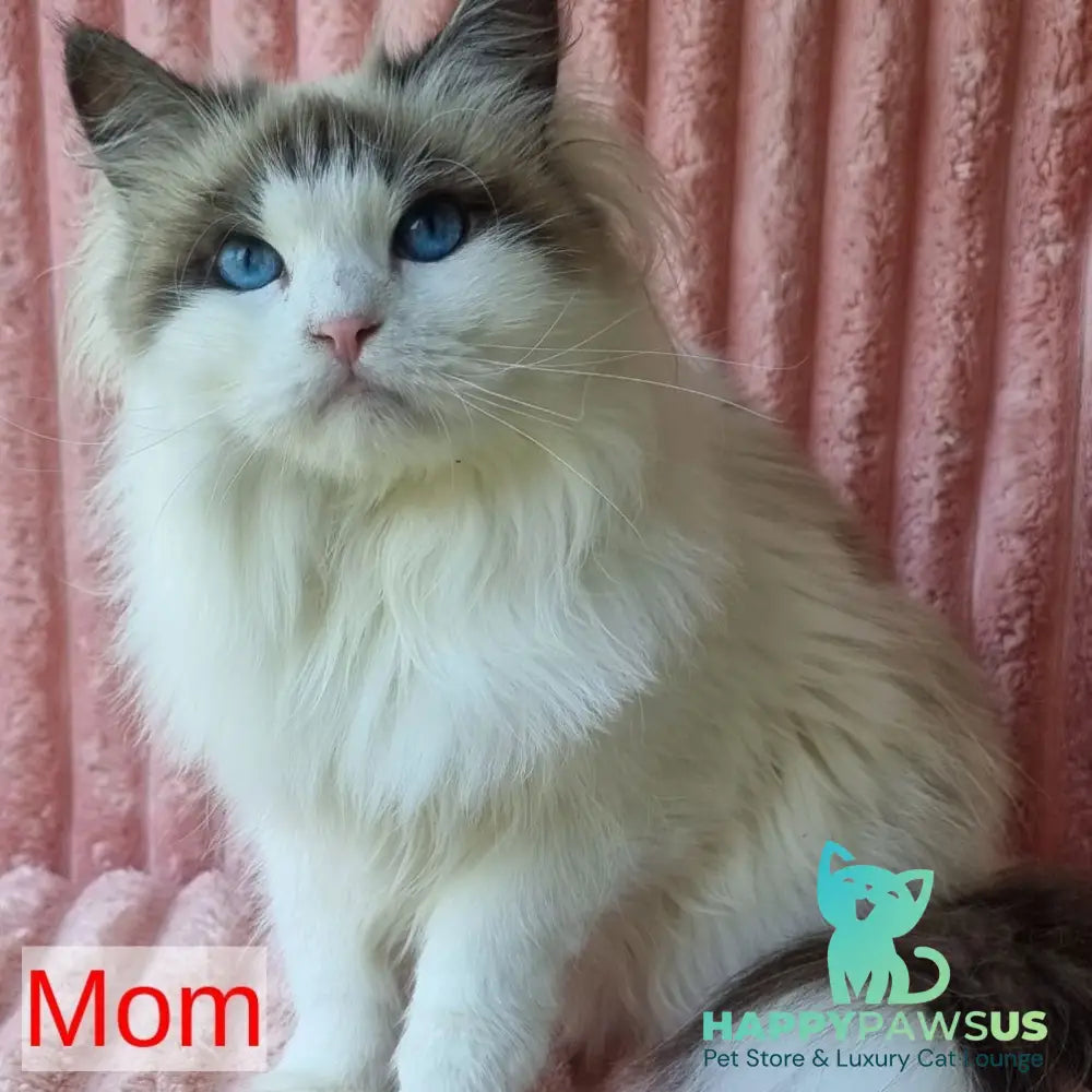 Berta Siberian female black tabby pointed - live animals