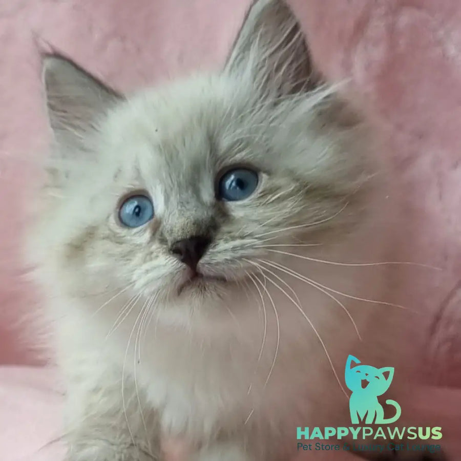 Berta Siberian female black tabby pointed - live animals