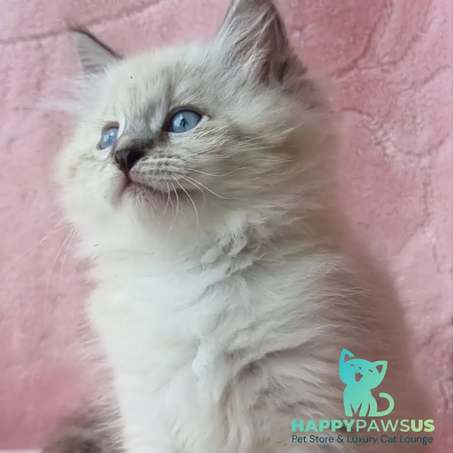 Berta Siberian female black tabby pointed - live animals
