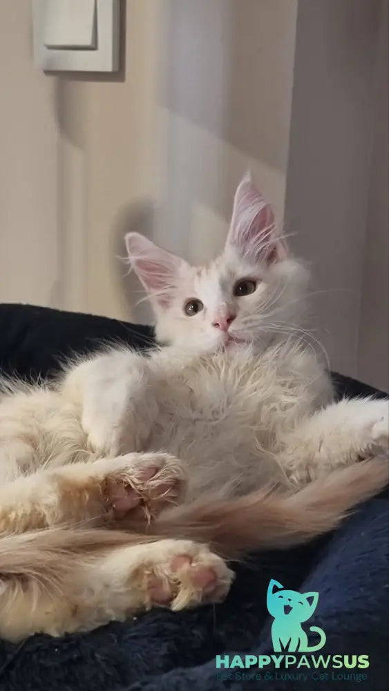 Bertan Maine Coon male red silver spotted tabby live animals