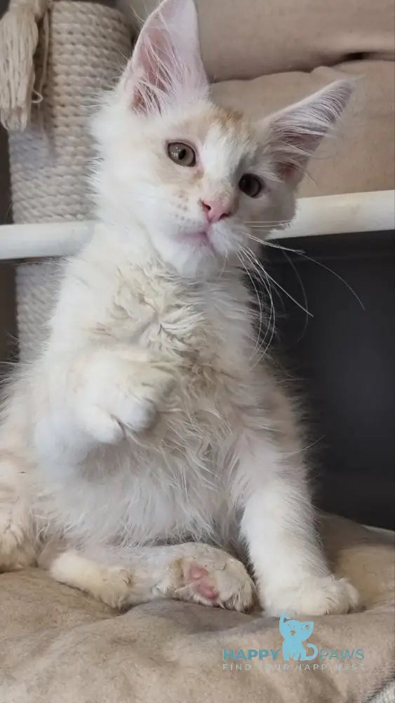 Bertan Maine Coon male red silver spotted tabby live animals