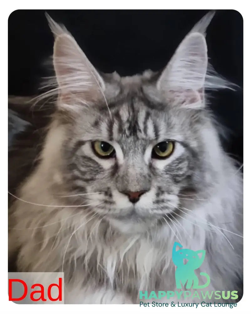 Bertan Maine Coon male red silver spotted tabby live animals