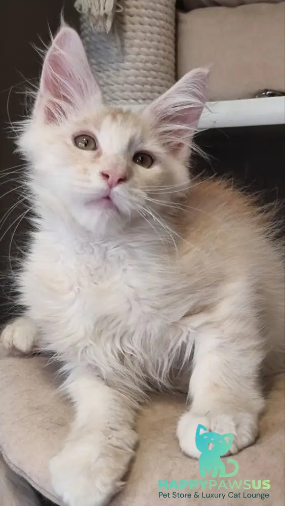 Bertan Maine Coon male red silver spotted tabby live animals