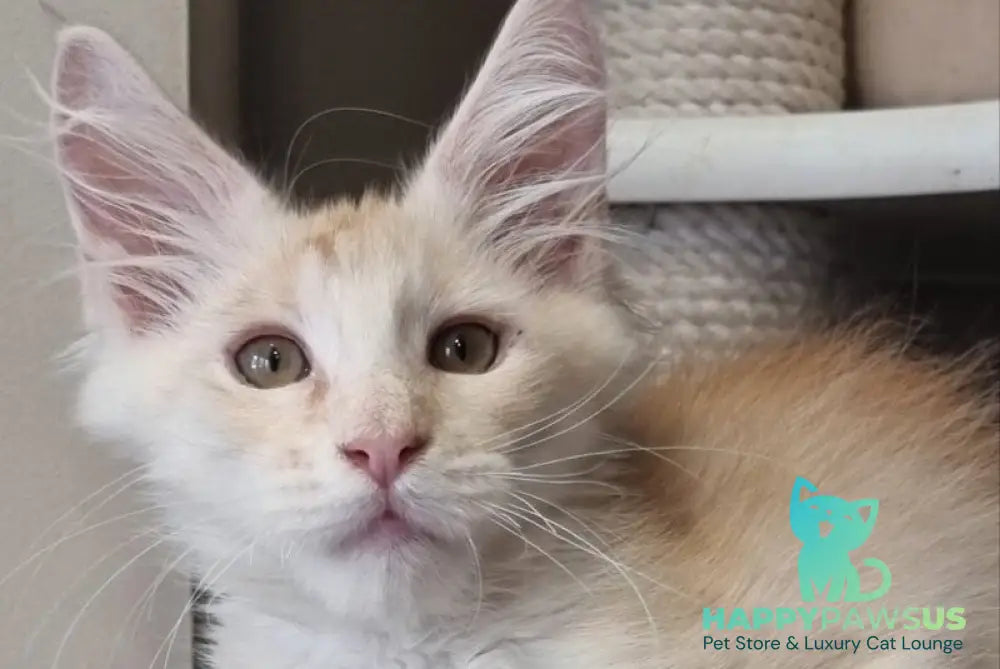 Bertan Maine Coon male red silver spotted tabby live animals